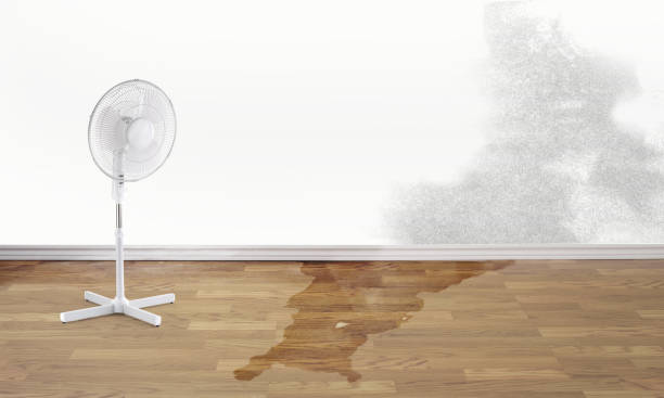 Best Carpet water damage restoration  in Alpine, UT